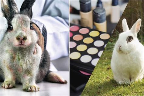 chanel no. 5 animal testing